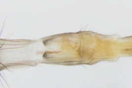 Female, ovipositor ventral