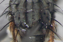 Male, thorax