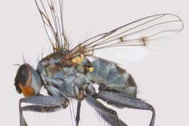 Male, lateral view