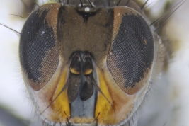 Male, Head