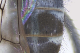 Male, abdomen