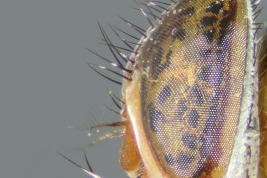 Male, Head lateral view