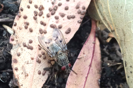 Pigüe, Buenos Aires, Argentina