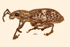 Female, lateral view, NHRS. Typical morphotype