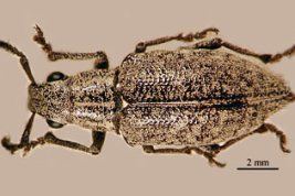 Female. Typical morphotype. Photograph by J.E. Barriga-Tuñón