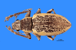 Female, MLP. Squamose morphotype. Photograph by B. Pianzola