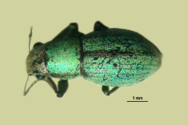 Holotype, female, BMNH