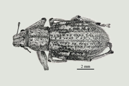 Holotype, female, MNHN. Photograph by P. Hernández
