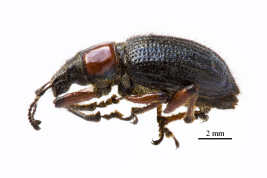 Type, female, lateral view, BMNH.  Photograph by D. Croucher