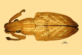 Female, MLP. Morphotype obliquevittis