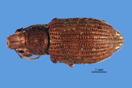 Female, MLP. Morphotype viridimarginalis. Photograph by B. Pianzola