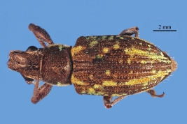 Female, MLP. Intermediate morphotype. Photograph by B. Pianzola