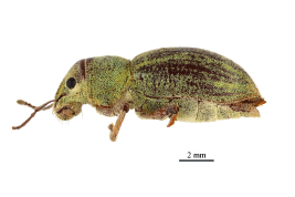 Type, female, lateral view, MNHN. Photograph by A. Mantilleri