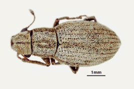 Female, MLP. Morphotype pallidus