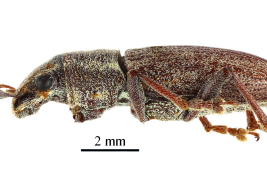 Type, male, lateral view, MNHN. Photograph by A. Mantilleri