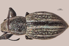 Type, female, MNHN. Morphotype persimilis
