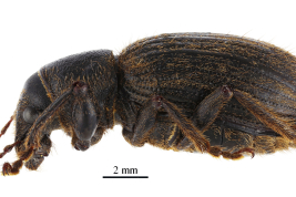Type, female, lateral view, MNHN. Photograph by A. Mantilleri