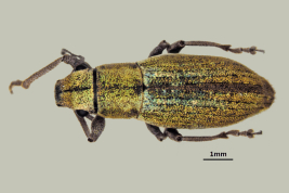 Female, MLP. Morphotype viridipallens