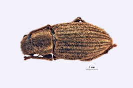Paratype, female, MLP. Morphotype biseriatus