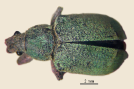 Paratype, female, BMNH