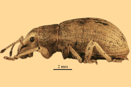 Female, lateral view, MACN. Photograph by B. Pianzola