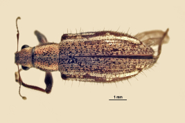 Female, MLP. Morphotype villosipennis