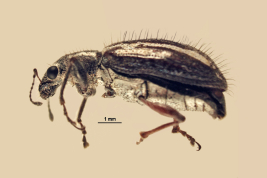 Hembra, vista lateral, MLP. Morfotipo villosipennis