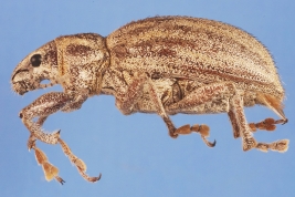 Female, lateral view, MLP. Photograph by B. Pianzola