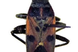 Lygaeus mauli, macho (tomado de Faúndez et al 2021)