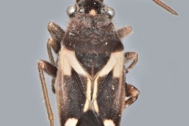 <i>Zygochrimnus morronesus</i>, macho (tomado de Brailovski 2021) 