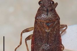Orsillus depressus female