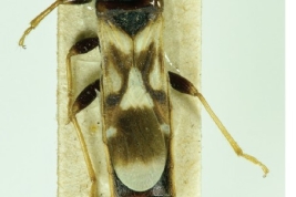 Ischnodemus nigromaculatus Slater & Wilcox, 1969. Holotype dorsal habitus and labels (HNHM).