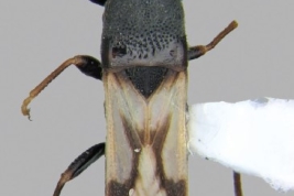 Ischnodemus nigromaculatoides. Scale bars: 1 mm (tomado de Dellapé & Melo 2022)
