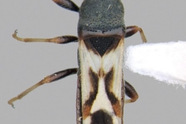 Ischnodemus formosus. Escala: 1 mm (tomado de Dellapé & Melo 2022)