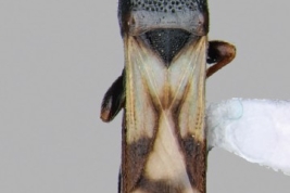 Ischnodemus infernalis. Escala: 1 mm (tomado de Dellapé & Melo 2022)