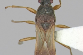 Ischnodemus correntinus. Escala: 1 mm (tomado de Dellapé & Melo 2022)