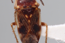 <i>Cryphula affinis</i> from Chaco, Argentina (MLP),  by V. Castro-Huertas