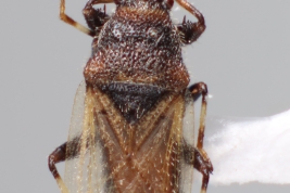 <i>Oxycarenus hyalinipennis</i> from Chaco, Argentina (MLP), by V. Castro-Huertas