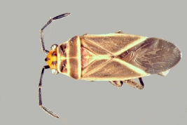 <i>Ochrimnus libatipennis</i> from P.N. Iguazu, Misiones. 