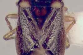 <i>Lipostemmata humeralis</i> 