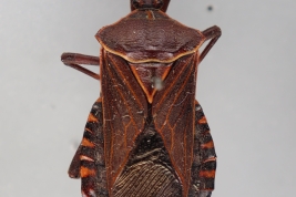 <i>Pachylis argentinus</i> from P.N. El Impenetrable, Chaco (MLP), by V. Castro-Huertas