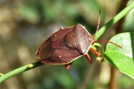 <i>Brachystethus geniculatus</i> from Gualeguaychu, Entre Rios, by G. Puente.