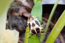 <i>Oplomus cruentus</i> en Villa Mercedes, San Luis, sobre <i>Agapanthus</i>, registrada por Maria Eugenia Pirillo