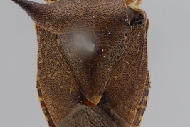 <i>Euschistus backhauseni</i>_Holotype