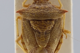 <i>Euschistus quichua</i>_Holotype