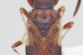 <i>Prytanoides prorrectus</i>