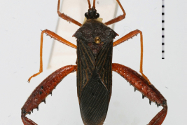 <i> Spilopleura parensis </i>, male. La plata Museum (MLP).