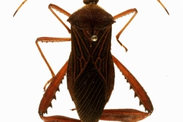 <i> Spilopleura parensis </i>, female. La plata Museum (MLP).