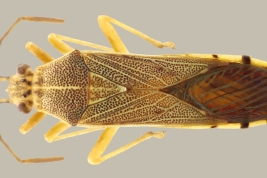 <i>Catorhintha divergens</i> registrada en el Rio Pilcomayo N.P., Formosa.