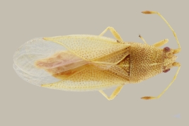 <i>Cymodema breviceps</i> registrada en el Rio Pilcomayo N.P., Formosa.